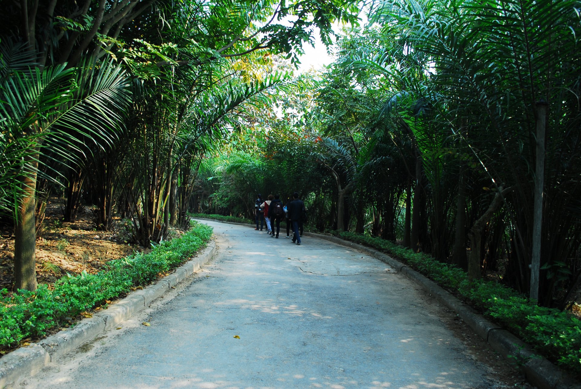 Lối đi bộ xanh rợp bóng cây