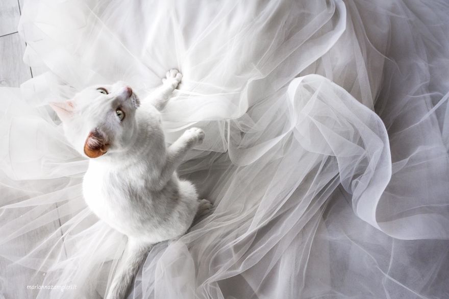 Ngắm bộ ảnh cưới tuyệt đẹp của cặp vợ chồng nhiếp ảnh gia với mèo 10
