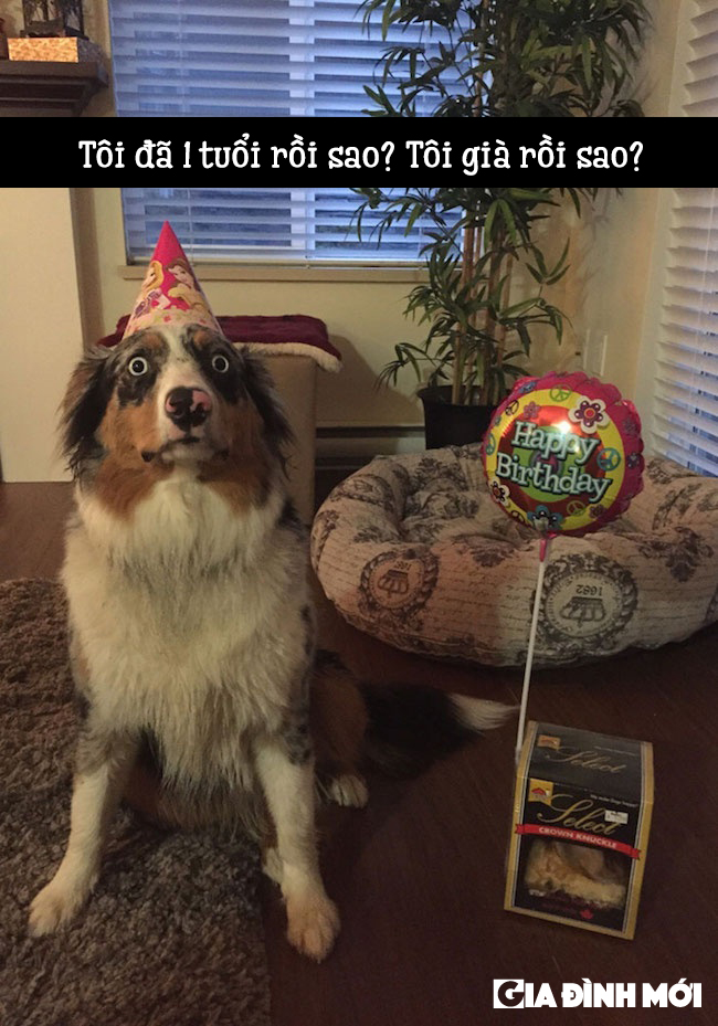 18337860-funny-photos-of-funny-dog-snapchats-birthday-dog-1513715379-650-600cdd4157-1514478622