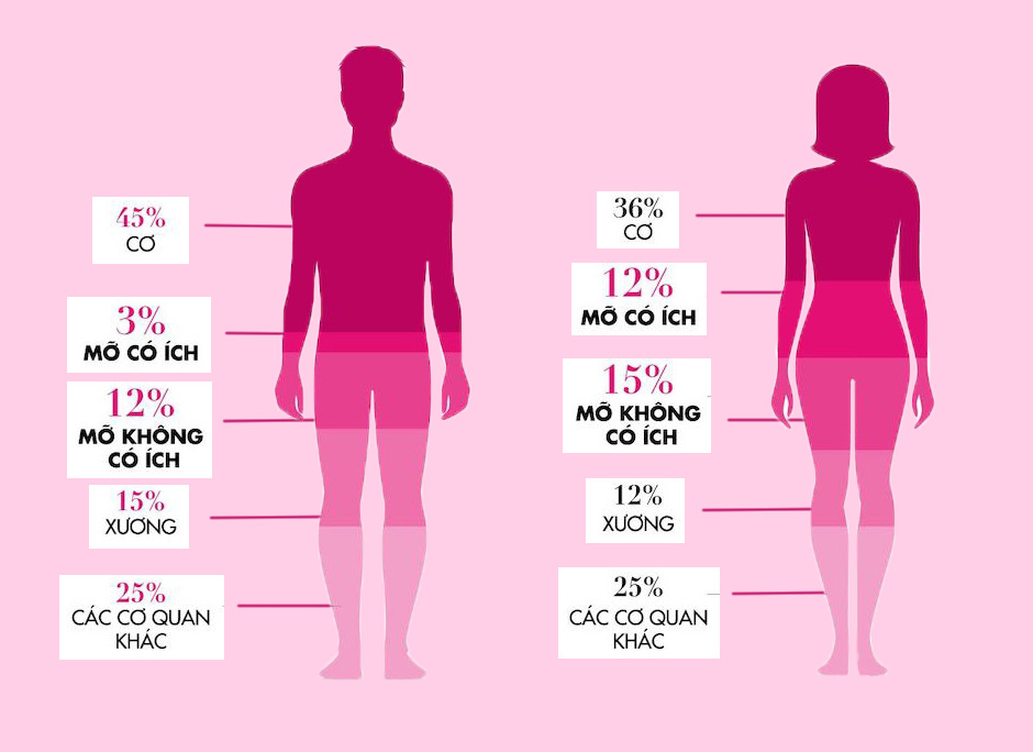 Sự khác biệt giữa cơ thể nam giới và nữ giới
