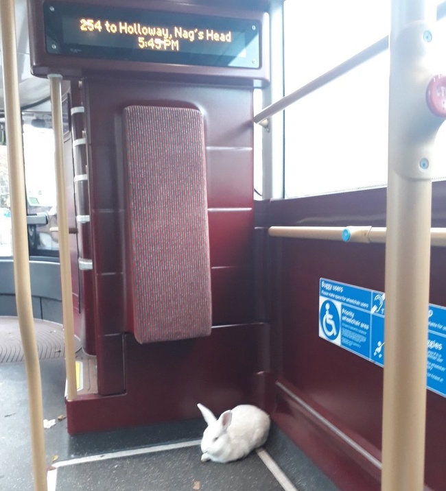Sao một chú thỏ có thể lên xe bus?