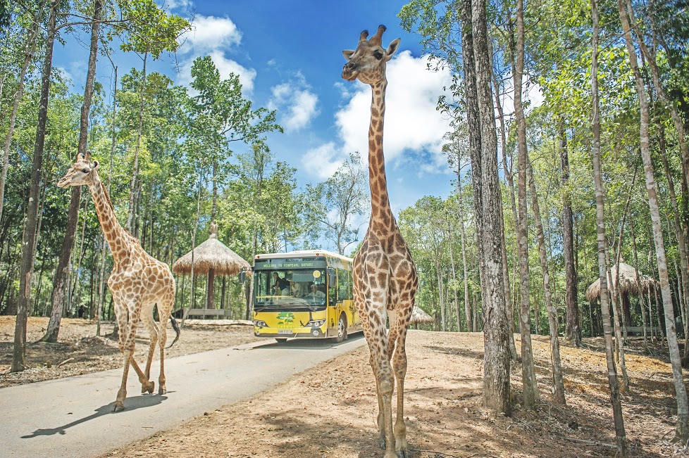  Vinpearl Safari Phú Quốc