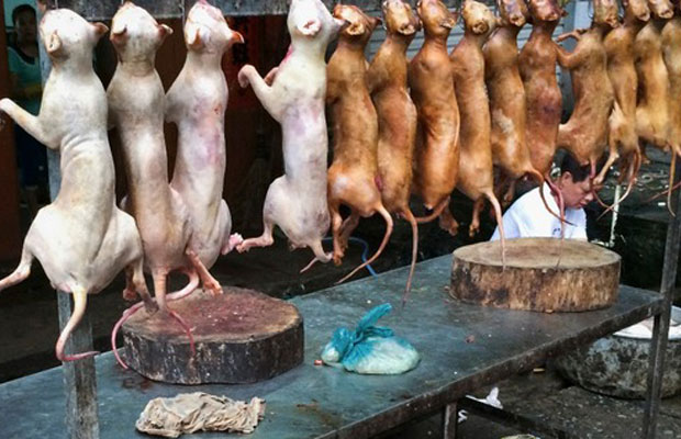 12 quốc gia ăn thịt chó trên thế giới 6