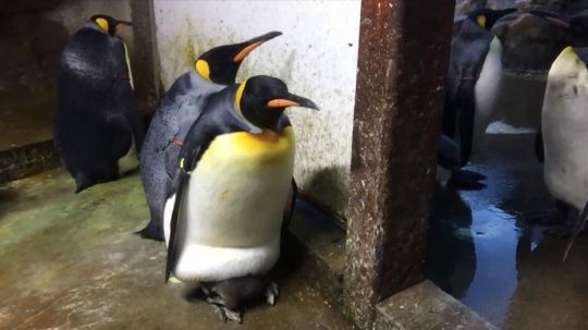   Cặp cánh cụt đực giấu chú chim cánh cụt con dưới bụng.  