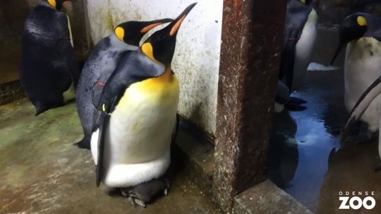 Cặp cánh cụt đồng tính âm mưu 'bắt cóc' cánh cụt con về nuôi 1