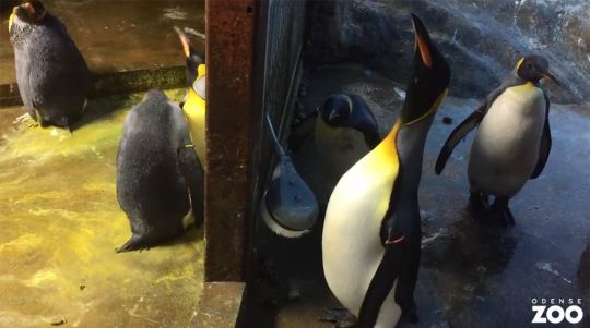 Cặp cánh cụt đồng tính âm mưu 'bắt cóc' cánh cụt con về nuôi 2