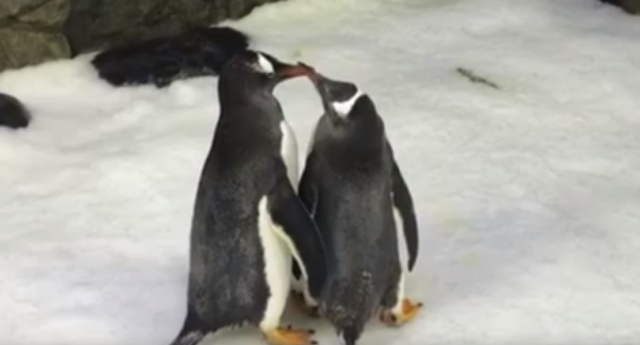Câu chuyện nuôi con của cặp cánh cụt đồng tính ở Úc 2