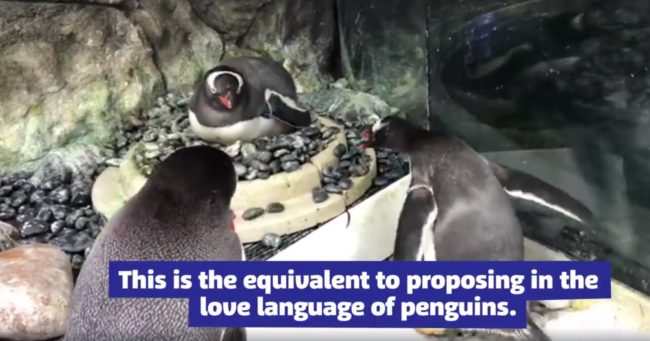   Hai chú chim cánh cụt đực thay phiên nhau ấp trứng.  