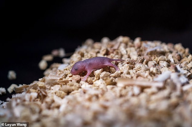   Chuột con sinh ra từ hai cá thể cái vẫn sống khỏe mạnh.  