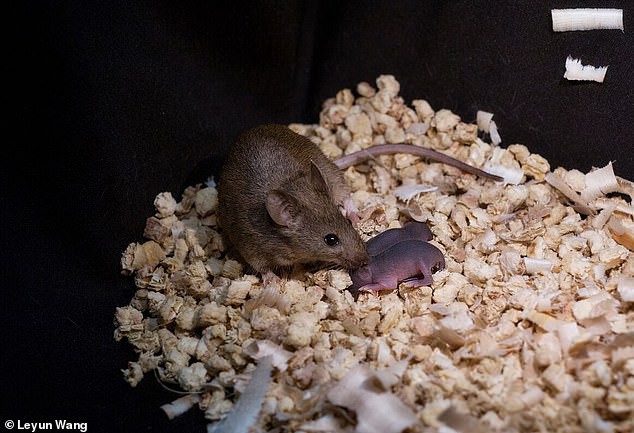 Giật mình chuột con được sinh ra từ hai chuột mẹ ở Trung Quốc, không cần con đực 2