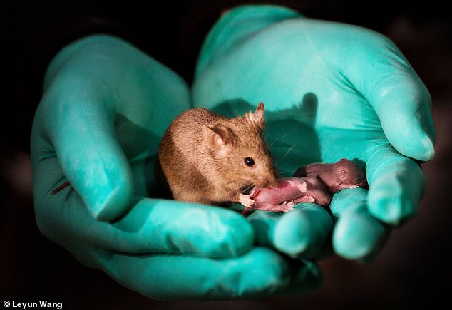   Không cần con đực, các nhà khoa học Trung Quốc vẫn tạo ra chuột con từ hai con cái.  