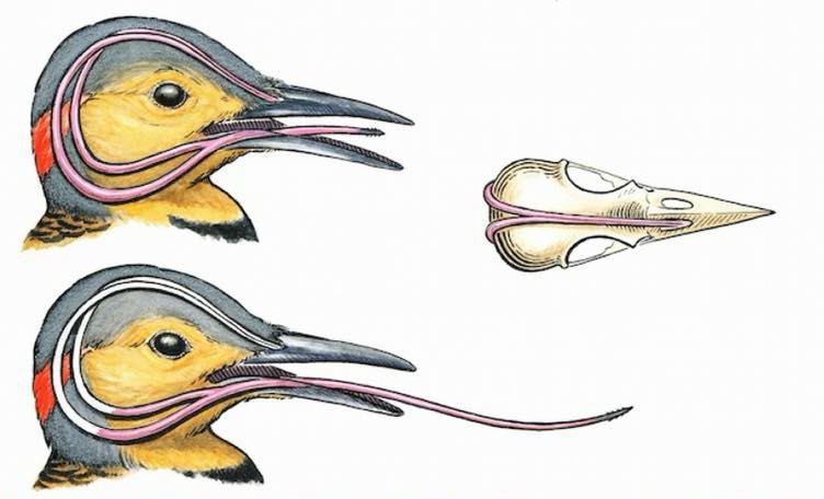 Ai cũng giật mình khi biết loài chim này có lưỡi dài đến nỗi bọc quanh não 1