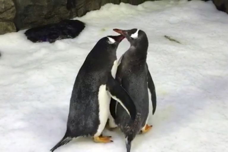   Cặp cánh cụt đực rất gần gũi với nhau trong thời điểm trước mùa sinh sản.  