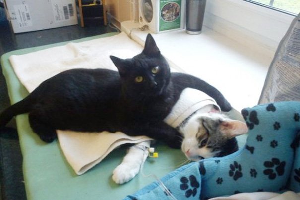Được trung tâm thú y cứu sống, chú mèo trở thành 'y tá' giúp chăm sóc chó mèo bị bệnh 0