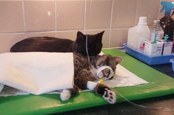 Được trung tâm thú y cứu sống, chú mèo trở thành 'y tá' giúp chăm sóc chó mèo bị bệnh 1