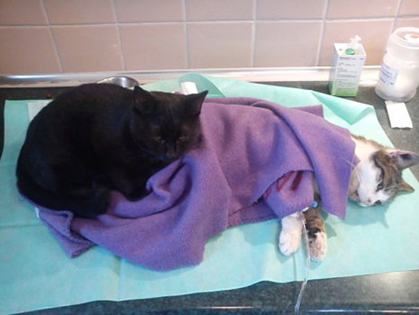 Được trung tâm thú y cứu sống, chú mèo trở thành 'y tá' giúp chăm sóc chó mèo bị bệnh 2