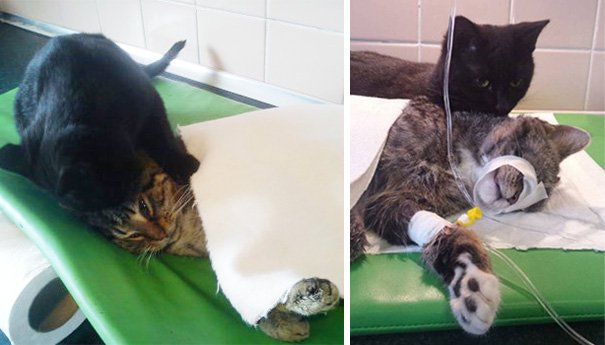 Được trung tâm thú y cứu sống, chú mèo trở thành 'y tá' giúp chăm sóc chó mèo bị bệnh 3