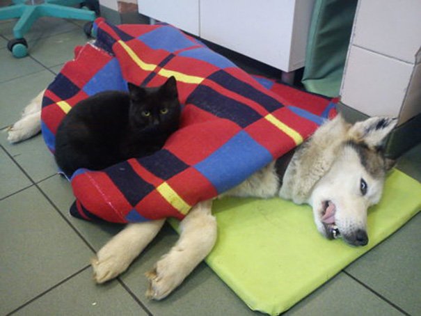 Được trung tâm thú y cứu sống, chú mèo trở thành 'y tá' giúp chăm sóc chó mèo bị bệnh 4