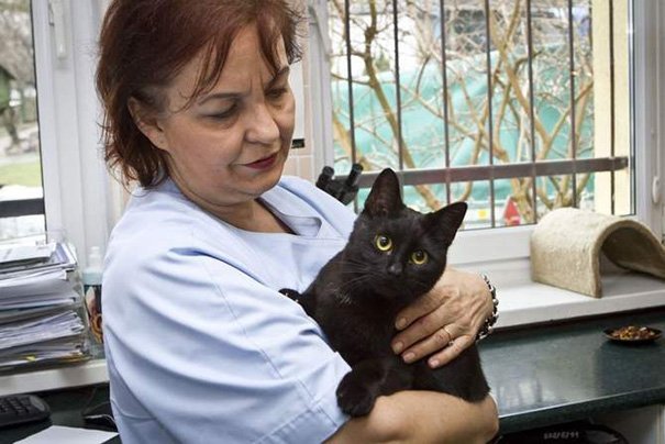 Được trung tâm thú y cứu sống, chú mèo trở thành 'y tá' giúp chăm sóc chó mèo bị bệnh 7