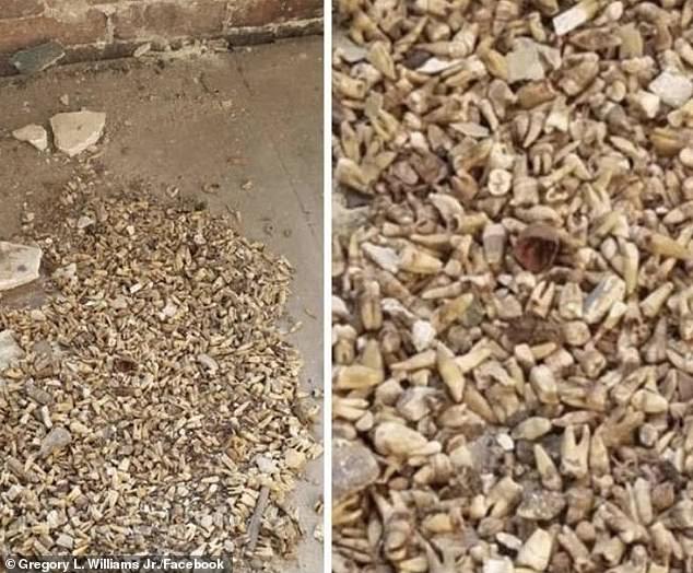 Công nhân phát hoảng khi phát hiện 1.000 chiếc răng người được chôn trong tường 0