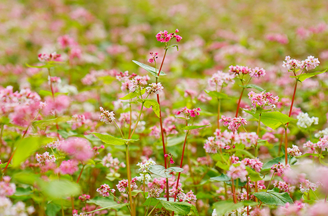   Tam giác mạch là loài hoa đặc trưng của Hà Giang mùa này.  