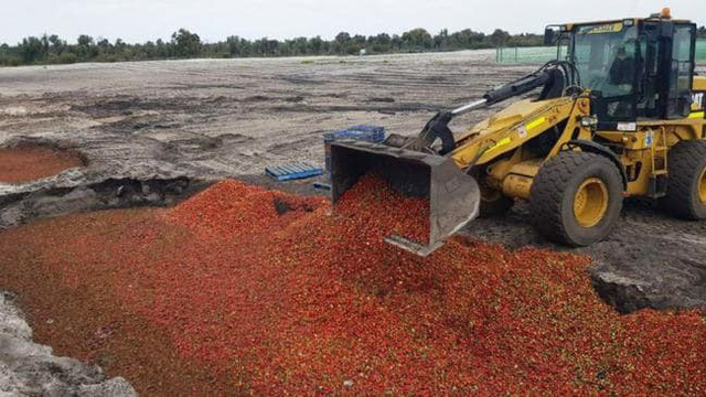   Hàng tấn dâu tây bị vứt bỏ do không được tiêu thụ.  