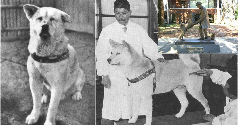   Chú chó Hachiko trung thành ngồi đợi chủ suốt gần 11 năm.  
