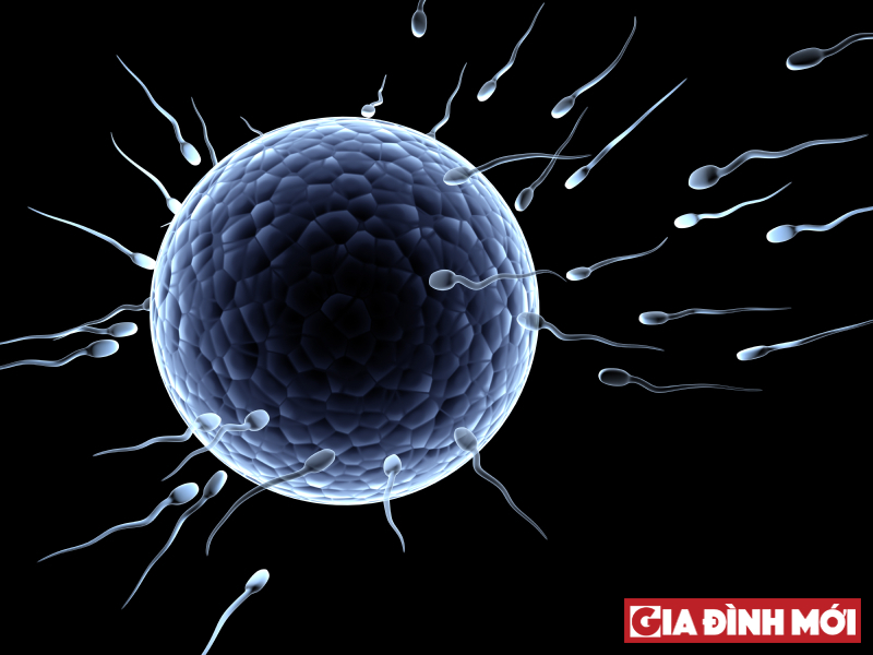Hình ảnh trứng gặp tinh trùng trong quá trình thụ thai tự nhiên