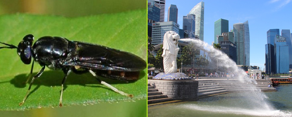 Loài ruồi nhỏ bé này được hi vọng là giải pháp giải quyết hàng trăm nghìn tấn rác thải ở Singapore