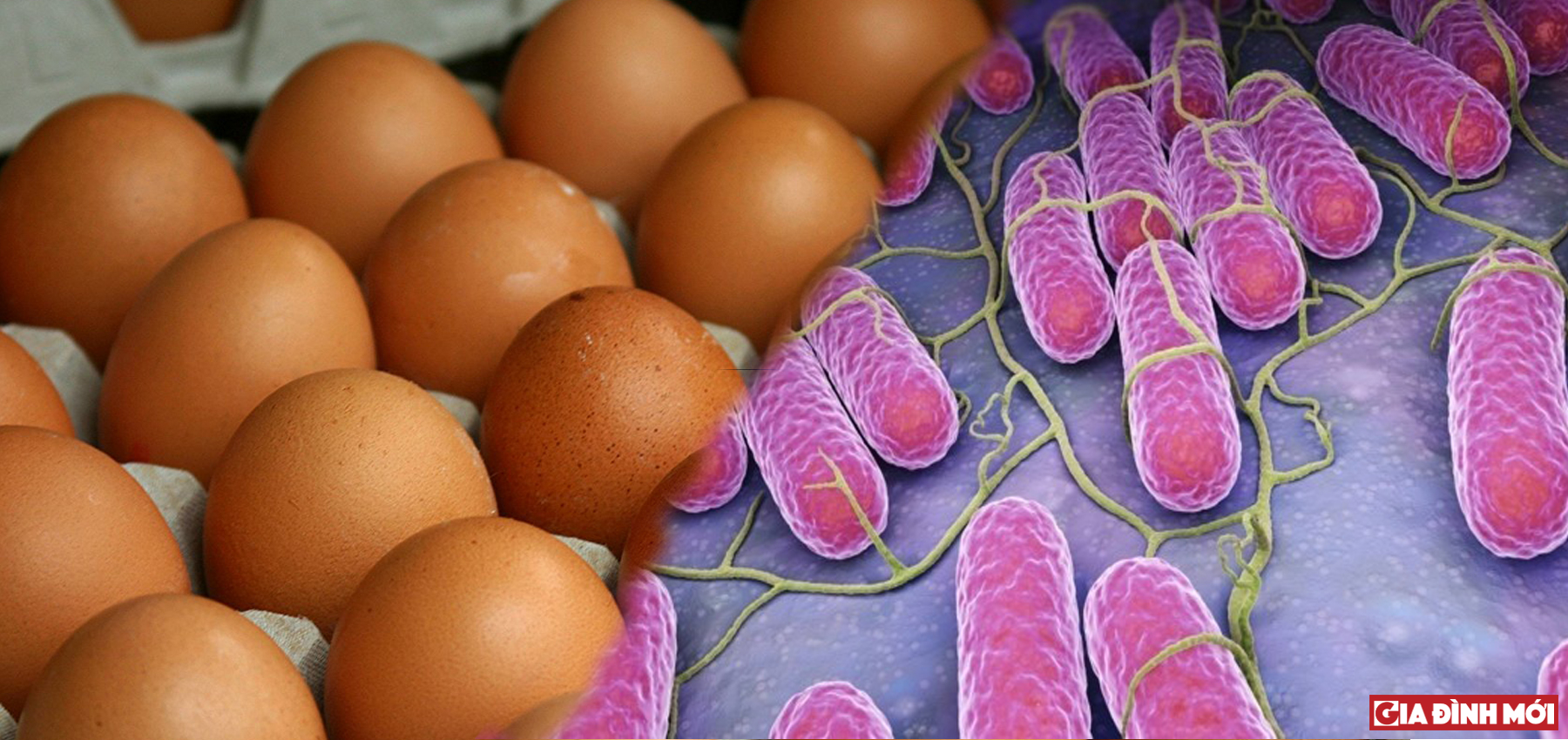 207 triệu quả trứng nghi nhiễm khuẩn salmonella đã làm 22 người bị ngộ độc ở Mỹ - Ảnh minh họa