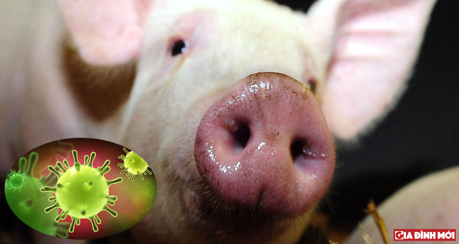 Một loại virus mới biến đổi ở lợn làm dấy lên lo ngại bùng phát dịch SARS