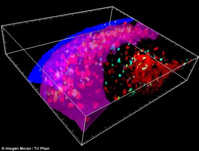 Hình ảnh 3D mô tả quá trình các tế bào SPF (màu hồng và tím) xuất hiện gần hạch bạch huyến (màu đỏ) - Ảnh: Daily Mail