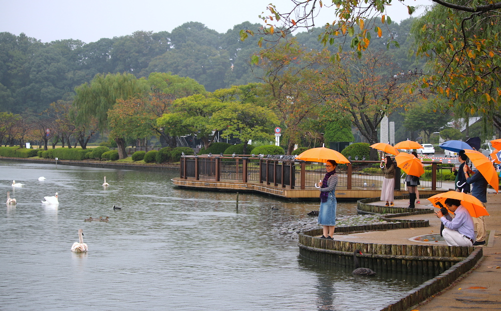 Trong các tour du lịch, người Nhật thường cho du khách đến thăm các công viên, nơi khách có thể tiếp cận chim hoang dã trong khoảng cách gần.