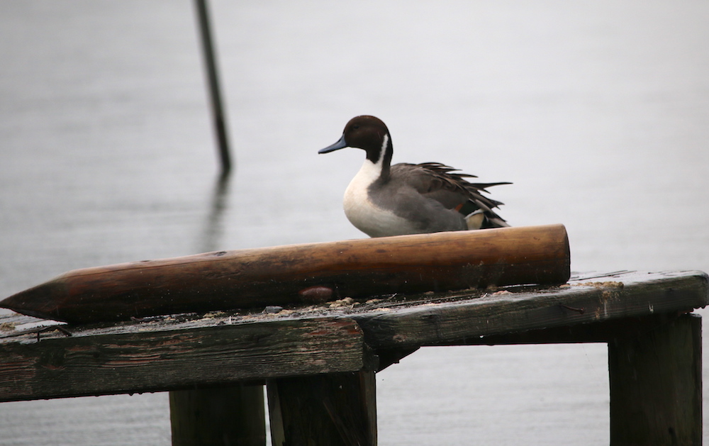 Tại các hồ trong thành phố có chim hoang dã sinh sống, chúng được con người tạo ra các khu vực kiếm ăn, đậu, nghỉ 