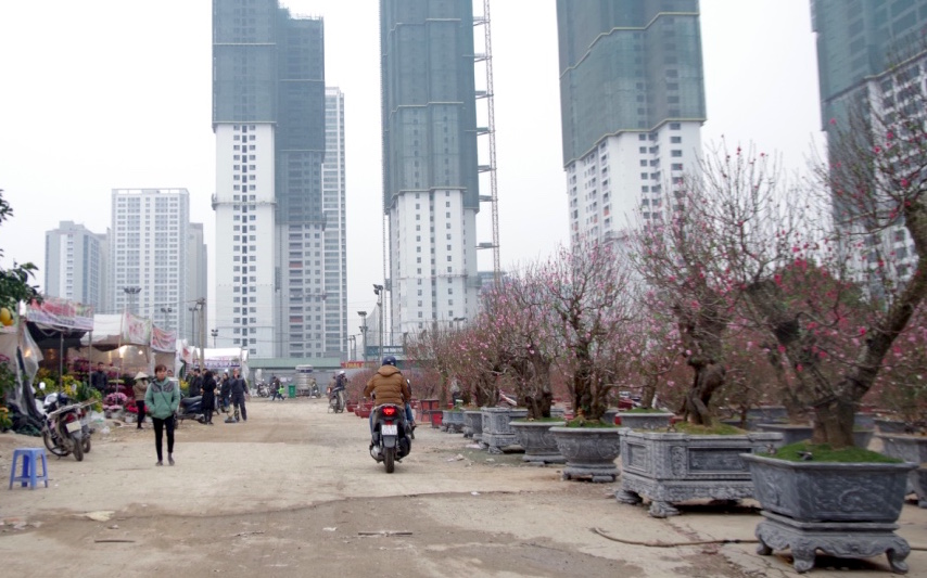 Các chợ hoa quanh khu vực Hà Nội năm nay chủ yếu được lập tại các khu đất trống, chưa xây dựng. 