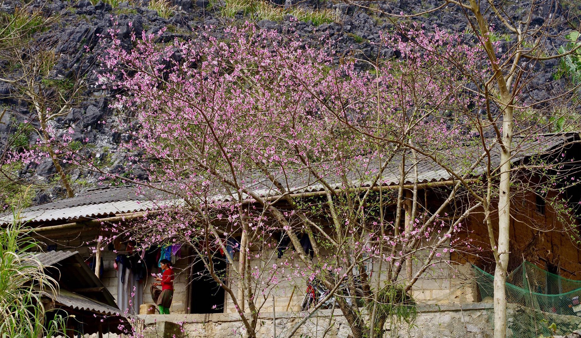 Anh Nguyễn Chí Hoàng cho biết, nếu đến Hà Giang vì hoa, bạn nên đi vào các bản, bỏ qua các điểm du lịch phổ biến. Hoa tại các bản đang nở rộ, đẹp hơn các điểm du lịch rất nhiều.