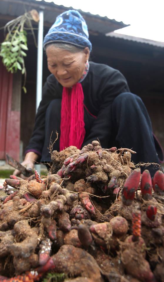 Như nhiều vùng đất quanh đó, người Dao ở Lai Châu cũng có những đặc sản riêng của mình để bán cho khách du lịch. Trong ảnh là cụ Lừu Thị Pẹt, 68 tuổi. Bà có tới 7 con trai, 3 con gái.  