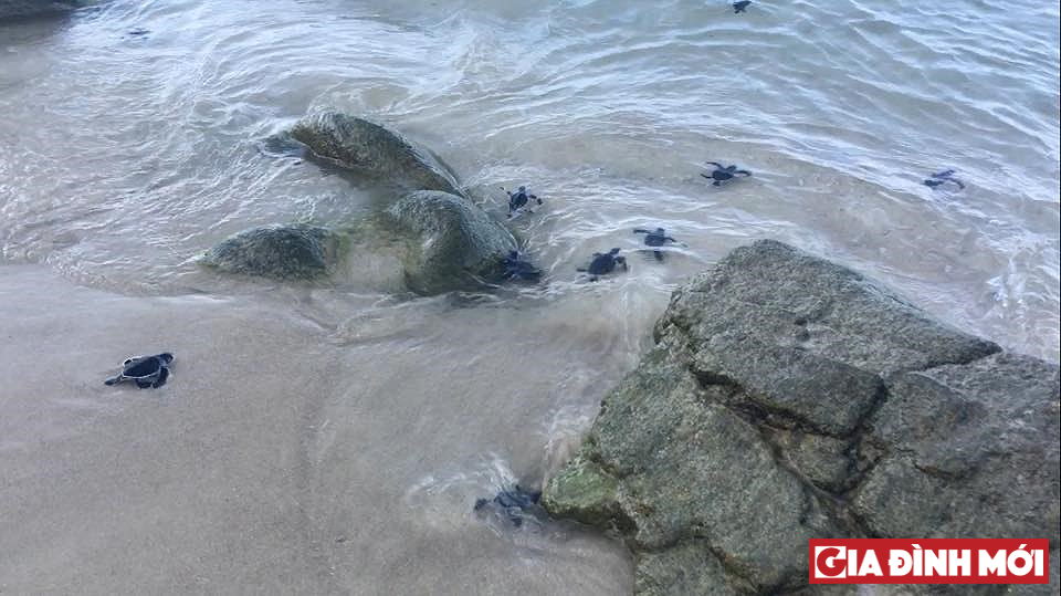 Những chú rùa nhỏ được ấp nở thử nghiệm thành công tại Cù Lao Chàm 
