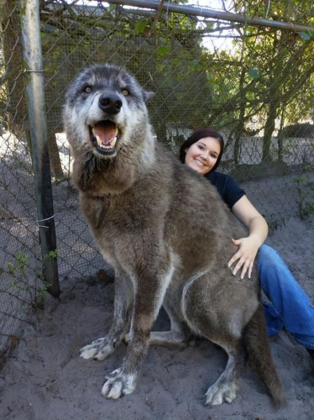 Bị chủ cho vào trại an tử vì nuôi không nổi, chú chó lai sói may mắn được cứu mạng 0