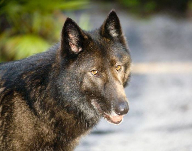Bị chủ cho vào trại an tử vì nuôi không nổi, chú chó lai sói may mắn được cứu mạng 2