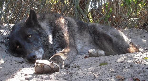 Bị chủ cho vào trại an tử vì nuôi không nổi, chú chó lai sói may mắn được cứu mạng 5