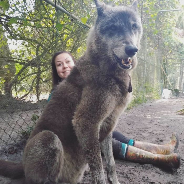 Bị chủ cho vào trại an tử vì nuôi không nổi, chú chó lai sói may mắn được cứu mạng 8