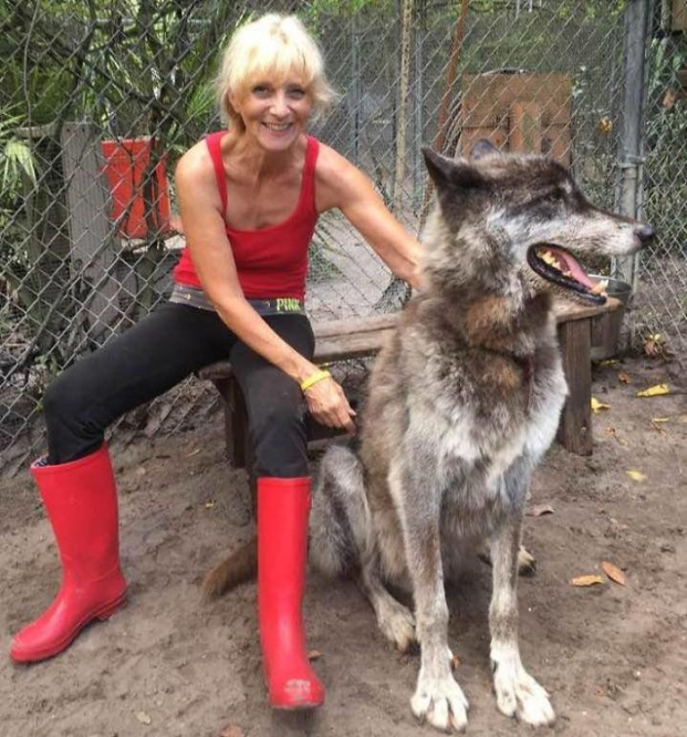 Bị chủ cho vào trại an tử vì nuôi không nổi, chú chó lai sói may mắn được cứu mạng 11