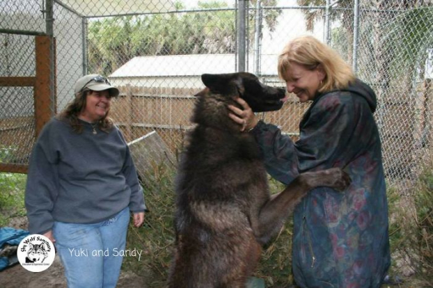 Bị chủ cho vào trại an tử vì nuôi không nổi, chú chó lai sói may mắn được cứu mạng 12