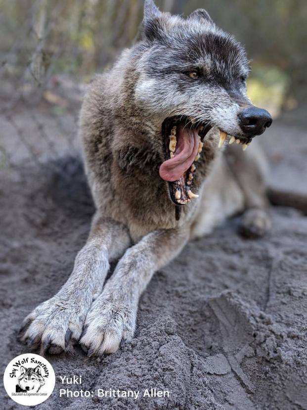 Bị chủ cho vào trại an tử vì nuôi không nổi, chú chó lai sói may mắn được cứu mạng 13