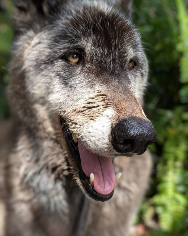 Bị chủ cho vào trại an tử vì nuôi không nổi, chú chó lai sói may mắn được cứu mạng 14
