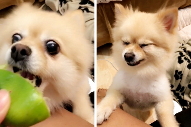   Mimi lần đầu thử ăn chanh  