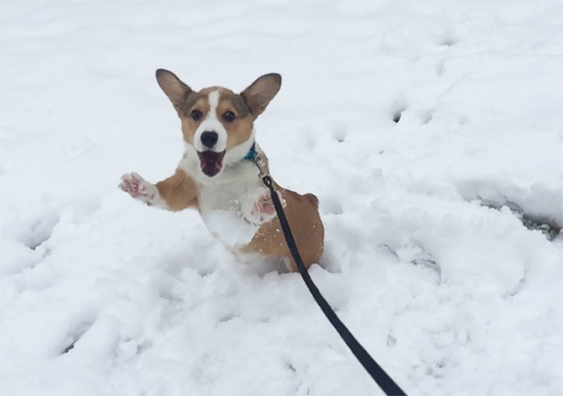   Còn đây là phản ứng trái ngược của chú chó khi được thấy tuyết lần đầu  
