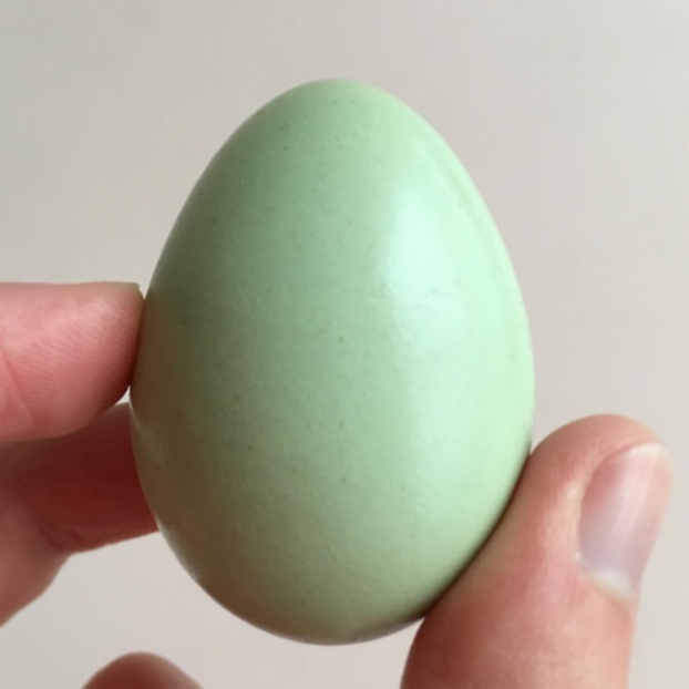 6 hiểu lầm về trứng mà nhiều người vẫn tin sái cổ (Phần 2) 0