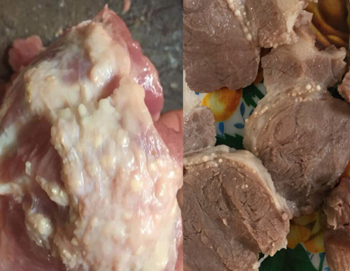   Những miếng thịt lợn nghi có sán, nổi hạch được trường mầm non Thanh Khương chế biến cho trẻ.  